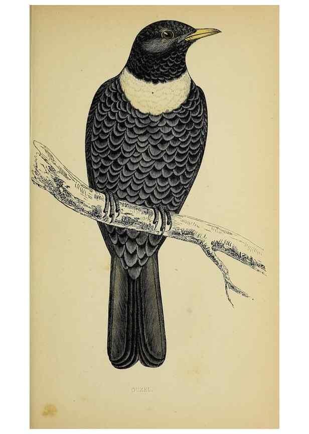 Reproducción/Reproduction 49243975893: A history of British birds.. London,Groombridge and Sons,[1862?-1867?]. 