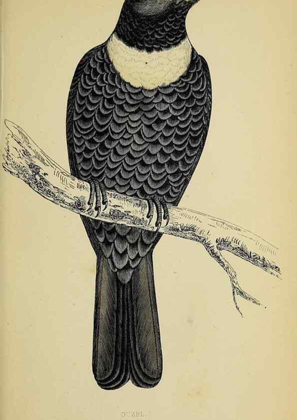 Reproducción/Reproduction 49243975893: A history of British birds.. London,Groombridge and Sons,[1862?-1867?]. 