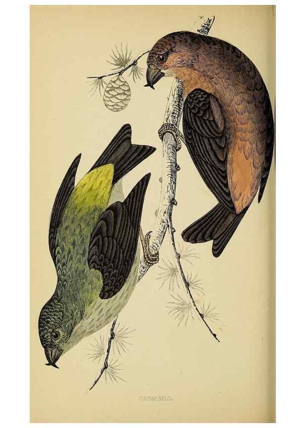 Reproducción/Reproduction 49243970358: A history of British birds.. London,Groombridge and Sons,[1862?-1867?]. 
