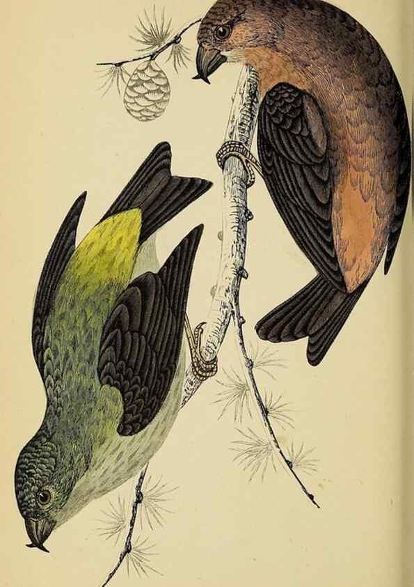 Reproducción/Reproduction 49243970358: A history of British birds.. London,Groombridge and Sons,[1862?-1867?]. 