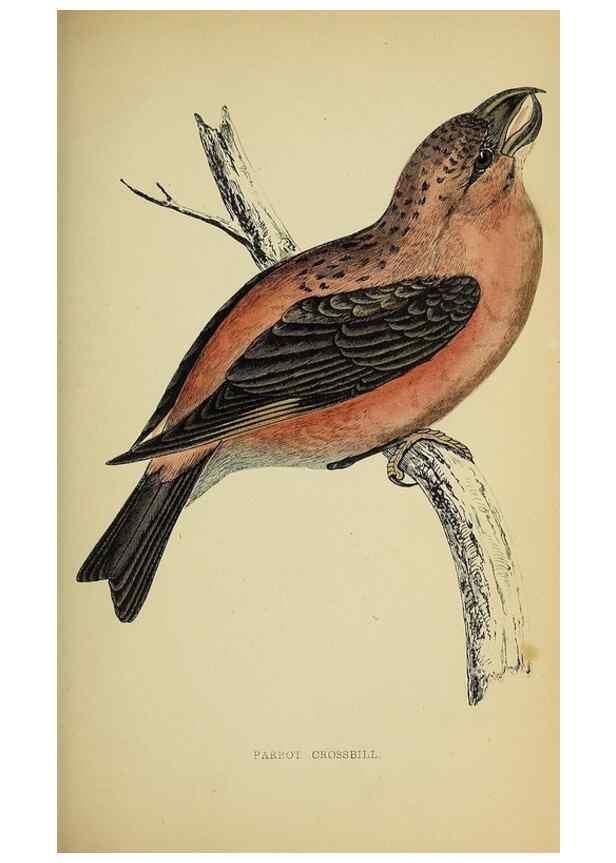 Reproducción/Reproduction 49244656197: A history of British birds.. London,Groombridge and Sons,[1862?-1867?]. 