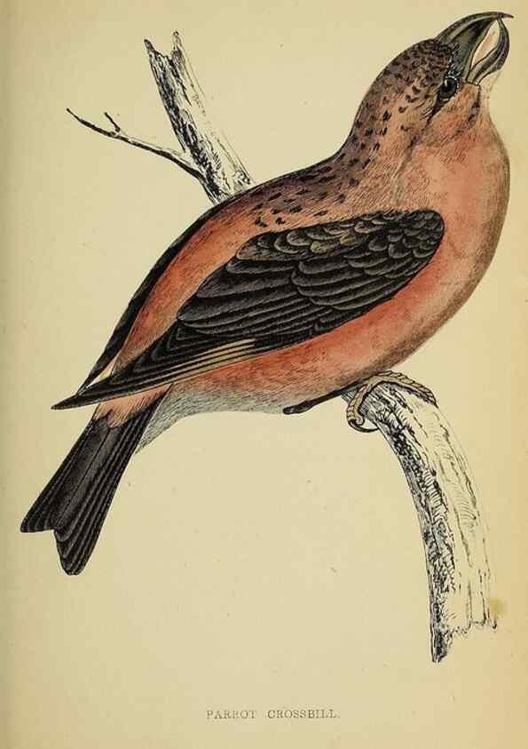 Reproducción/Reproduction 49244656197: A history of British birds.. London,Groombridge and Sons,[1862?-1867?]. 