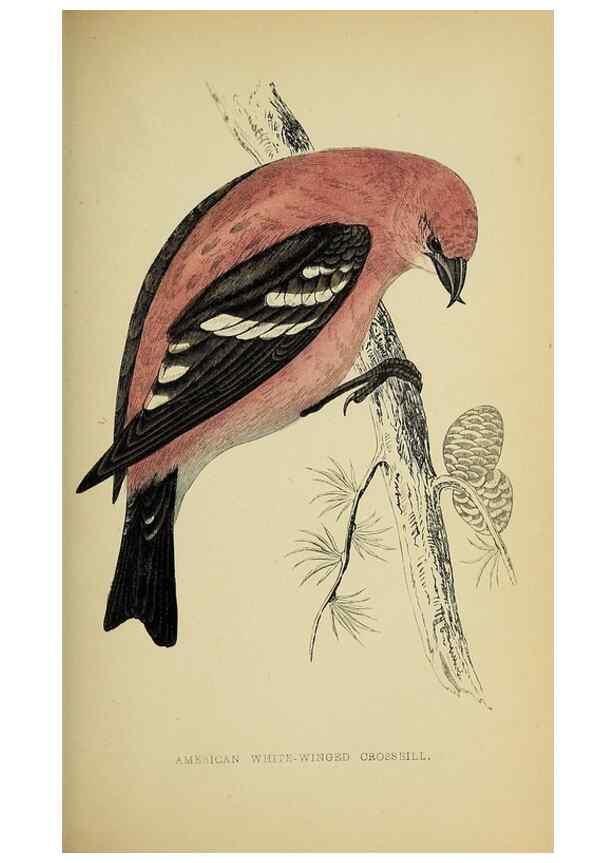 Reproducción/Reproduction 49244656602: A history of British birds.. London,Groombridge and Sons,[1862?-1867?]. 
