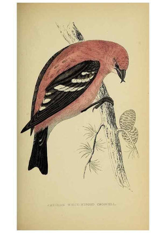 Reproducción/Reproduction 49244656602: A history of British birds.. London,Groombridge and Sons,[1862?-1867?]. 