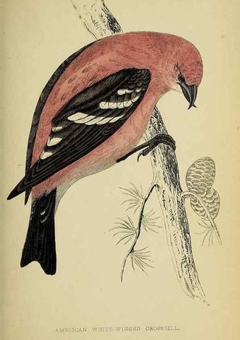 Reproducción/Reproduction 49244656602: A history of British birds.. London,Groombridge and Sons,[1862?-1867?]. 