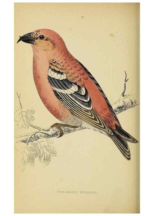 Reproducción/Reproduction 49243971258: A history of British birds.. London,Groombridge and Sons,[1862?-1867?]. 