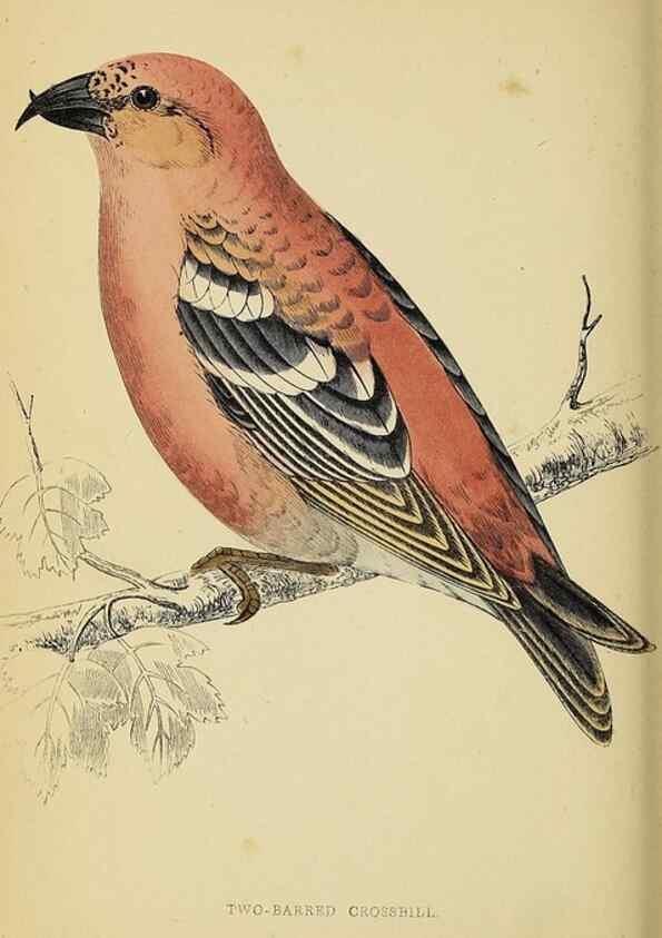 Reproducción/Reproduction 49243971258: A history of British birds.. London,Groombridge and Sons,[1862?-1867?]. 