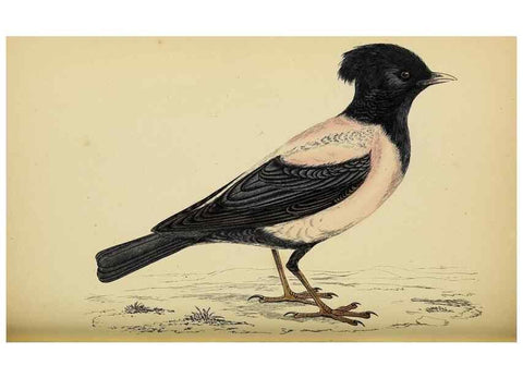 Reproducción/Reproduction 49243971678: A history of British birds.. London,Groombridge and Sons,[1862?-1867?]. 