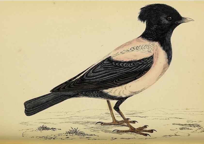 Reproducción/Reproduction 49243971678: A history of British birds.. London,Groombridge and Sons,[1862?-1867?]. 
