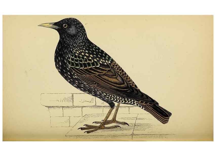 Reproducción/Reproduction 49244442206: A history of British birds.. London,Groombridge and Sons,[1862?-1867?]. 