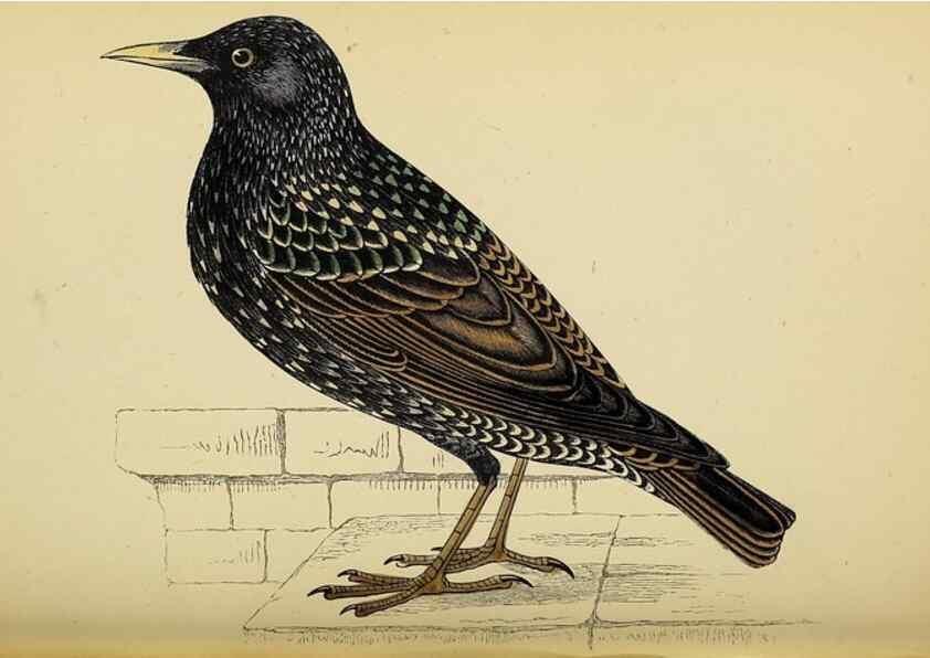 Reproducción/Reproduction 49244442206: A history of British birds.. London,Groombridge and Sons,[1862?-1867?]. 