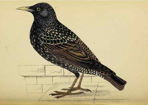 Reproducción/Reproduction 49244442206: A history of British birds.. London,Groombridge and Sons,[1862?-1867?]. 