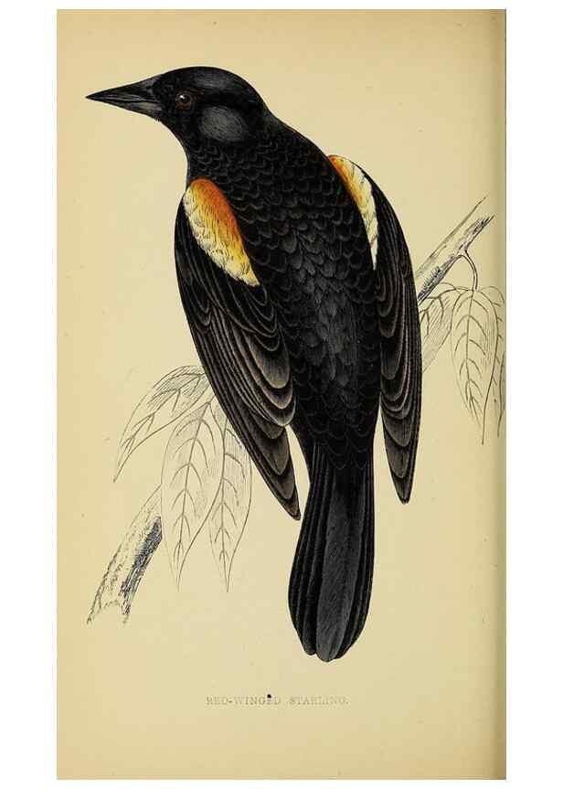 Reproducción/Reproduction 49244657922: A history of British birds.. London,Groombridge and Sons,[1862?-1867?]. 