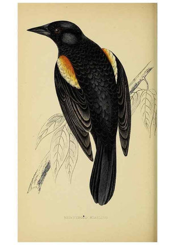Reproducción/Reproduction 49244657922: A history of British birds.. London,Groombridge and Sons,[1862?-1867?]. 