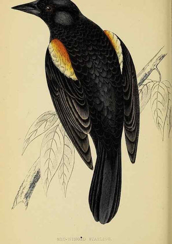 Reproducción/Reproduction 49244657922: A history of British birds.. London,Groombridge and Sons,[1862?-1867?]. 