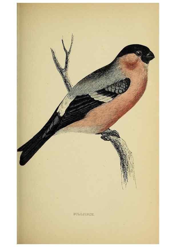 Reproducción/Reproduction 49244439371: A history of British birds.. London,Groombridge and Sons,[1862?-1867?]. 