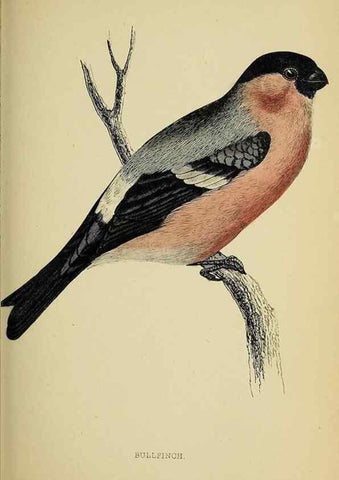 Reproducción/Reproduction 49244439371: A history of British birds.. London,Groombridge and Sons,[1862?-1867?]. 
