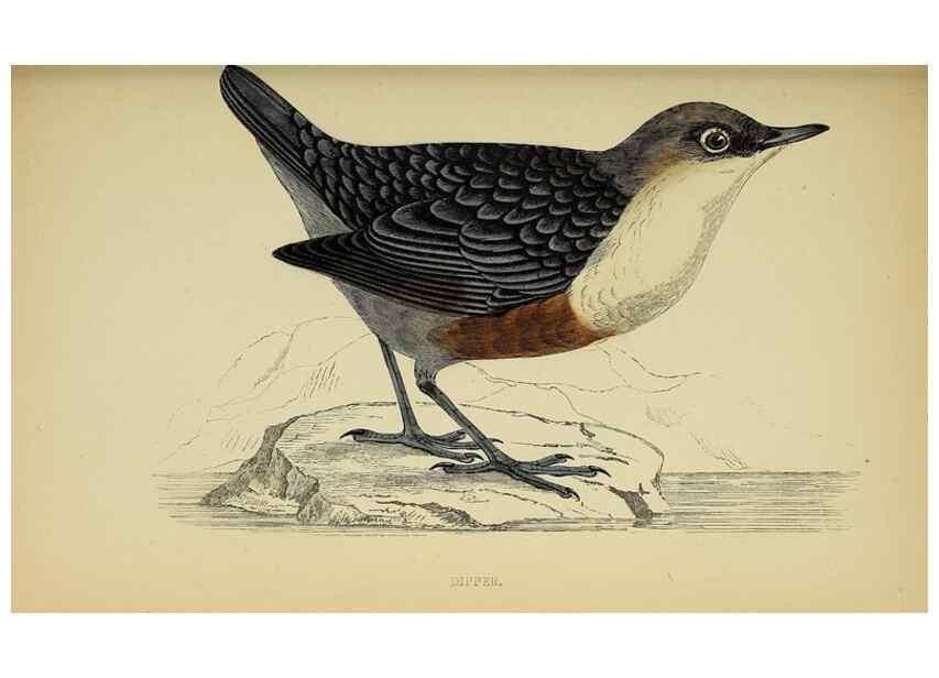 Reproducción/Reproduction 49244442901: A history of British birds.. London,Groombridge and Sons,[1862?-1867?]. 