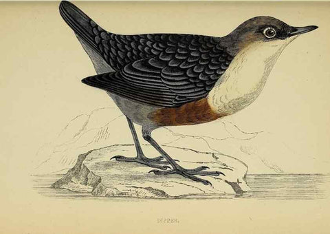 Reproducción/Reproduction 49244442901: A history of British birds.. London,Groombridge and Sons,[1862?-1867?]. 