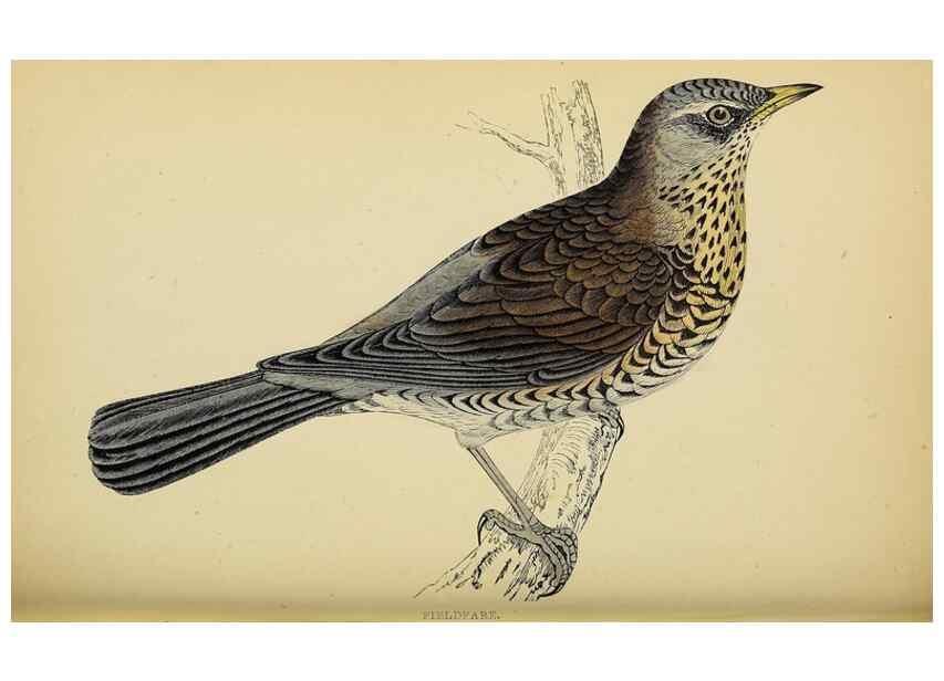 Reproducción/Reproduction 49244658902: A history of British birds.. London,Groombridge and Sons,[1862?-1867?]. 