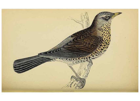 Reproducción/Reproduction 49244658902: A history of British birds.. London,Groombridge and Sons,[1862?-1867?]. 