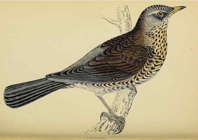 Reproducción/Reproduction 49244658902: A history of British birds.. London,Groombridge and Sons,[1862?-1867?]. 