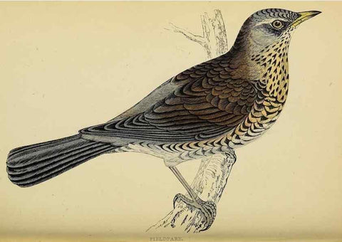 Reproducción/Reproduction 49244658902: A history of British birds.. London,Groombridge and Sons,[1862?-1867?]. 