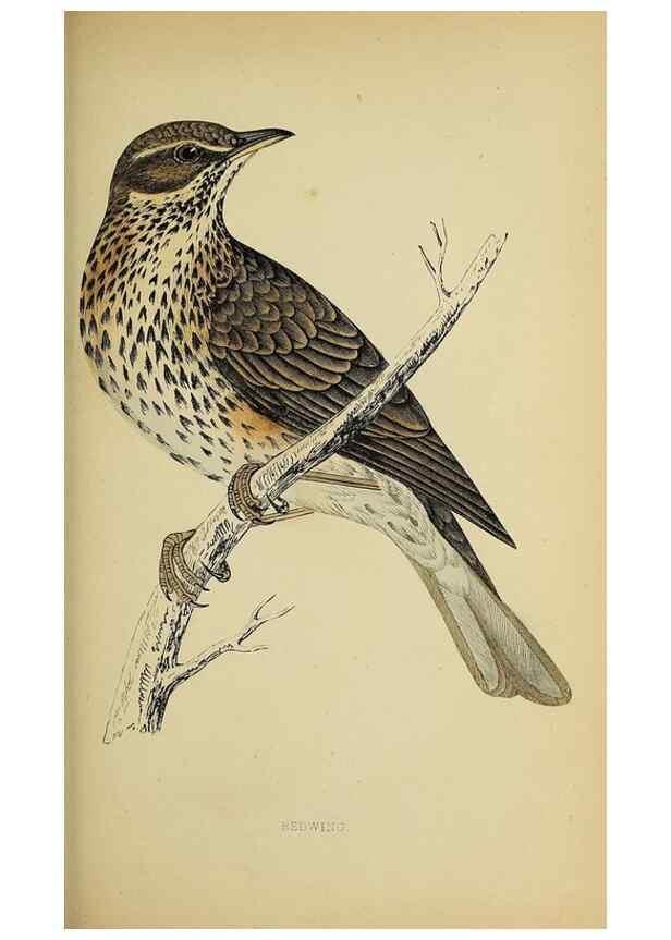 Reproducción/Reproduction 49244659312: A history of British birds.. London,Groombridge and Sons,[1862?-1867?]. 