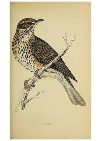 Reproducción/Reproduction 49244659312: A history of British birds.. London,Groombridge and Sons,[1862?-1867?]. 