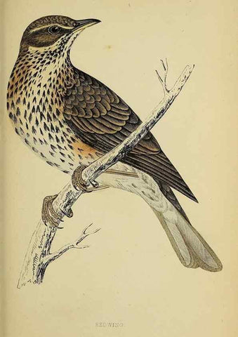 Reproducción/Reproduction 49244659312: A history of British birds.. London,Groombridge and Sons,[1862?-1867?]. 