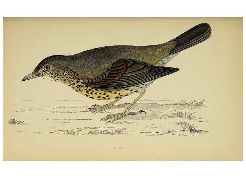 Reproducción/Reproduction 49243974208: A history of British birds.. London,Groombridge and Sons,[1862?-1867?]. 