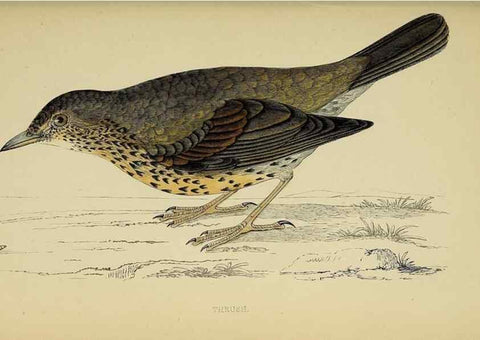 Reproducción/Reproduction 49243974208: A history of British birds.. London,Groombridge and Sons,[1862?-1867?]. 