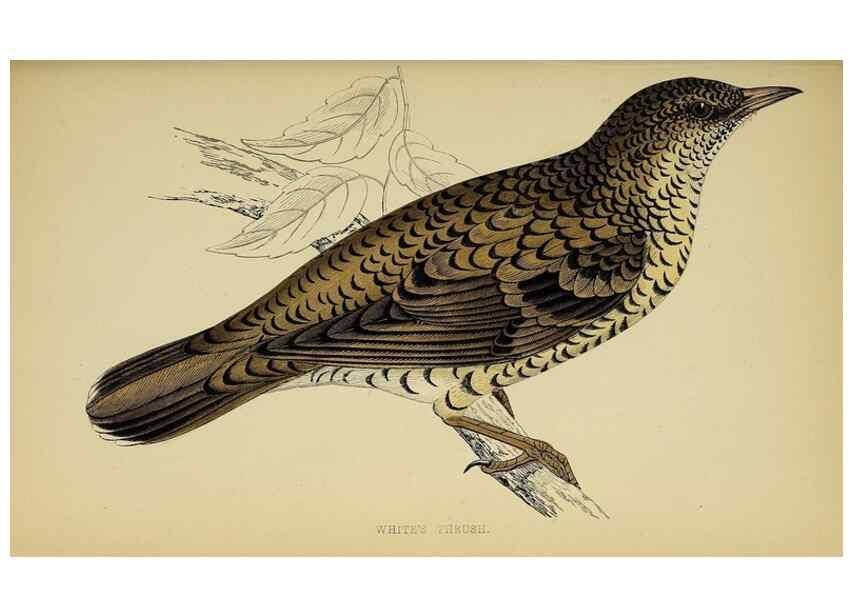 Reproducción/Reproduction 49244444426: A history of British birds.. London,Groombridge and Sons,[1862?-1867?]. 