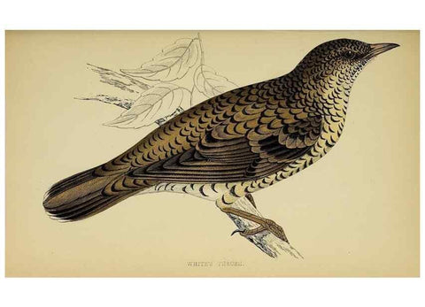 Reproducción/Reproduction 49244444426: A history of British birds.. London,Groombridge and Sons,[1862?-1867?]. 