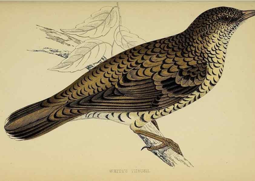 Reproducción/Reproduction 49244444426: A history of British birds.. London,Groombridge and Sons,[1862?-1867?]. 
