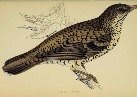 Reproducción/Reproduction 49244444426: A history of British birds.. London,Groombridge and Sons,[1862?-1867?]. 