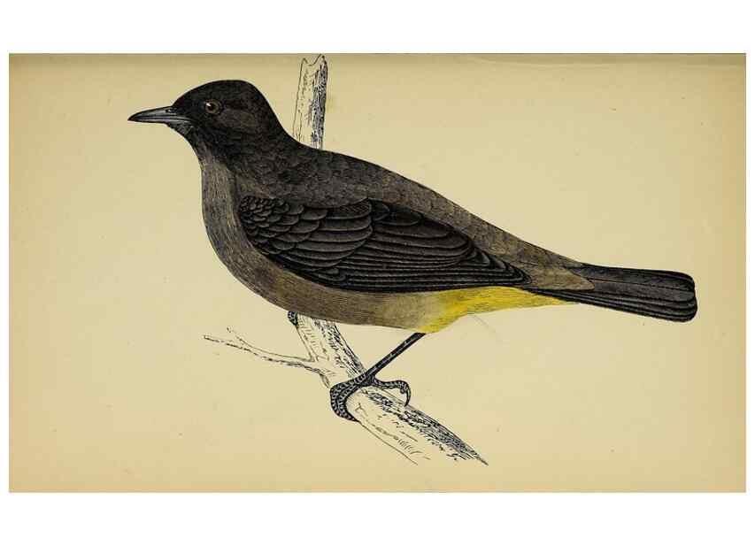 Reproducción/Reproduction 49244444736: A history of British birds.. London,Groombridge and Sons,[1862?-1867?]. 