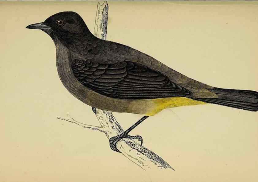 Reproducción/Reproduction 49244444736: A history of British birds.. London,Groombridge and Sons,[1862?-1867?]. 