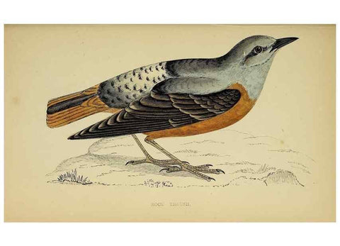 Reproducción/Reproduction 49244445136: A history of British birds.. London,Groombridge and Sons,[1862?-1867?]. 