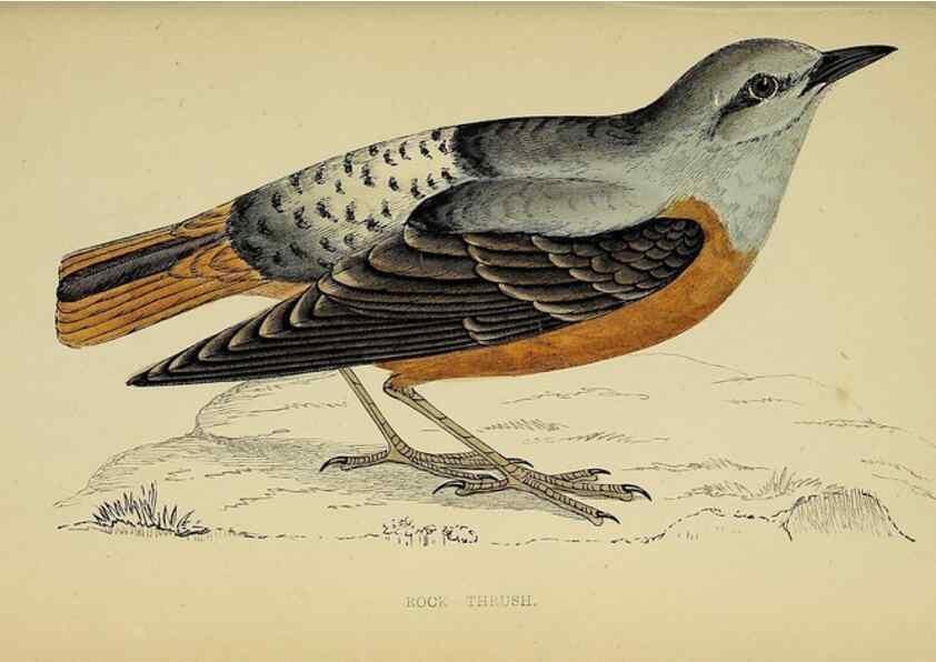 Reproducción/Reproduction 49244445136: A history of British birds.. London,Groombridge and Sons,[1862?-1867?]. 