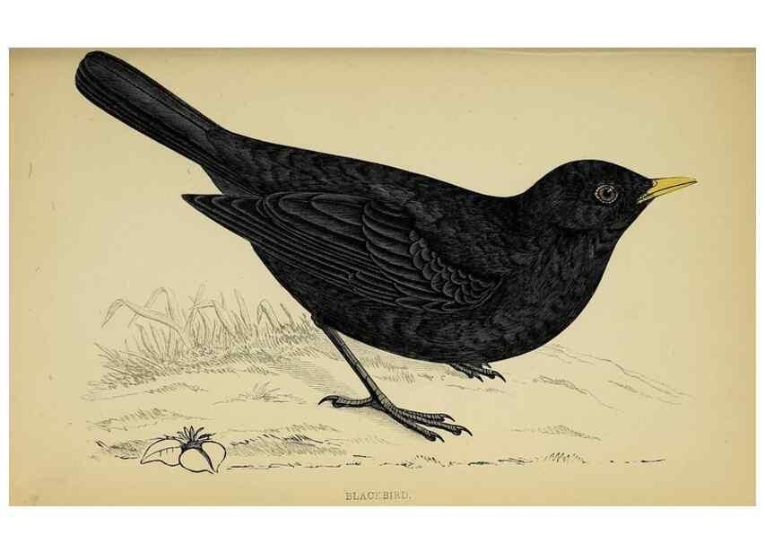 Reproducción/Reproduction 49244660932: A history of British birds.. London,Groombridge and Sons,[1862?-1867?]. 