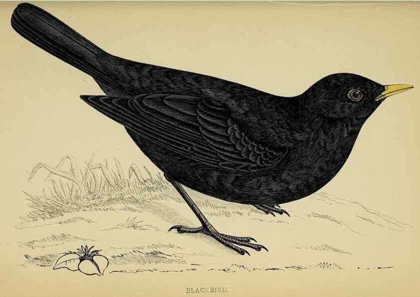 Reproducción/Reproduction 49244660932: A history of British birds.. London,Groombridge and Sons,[1862?-1867?]. 