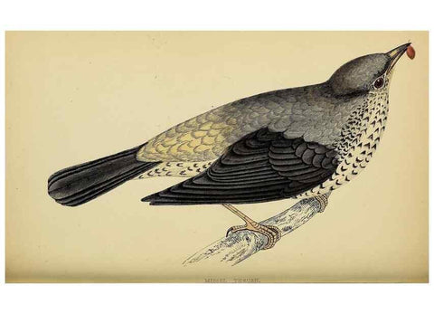 Reproducción/Reproduction 49244443251: A history of British birds.. London,Groombridge and Sons,[1862?-1867?]. 