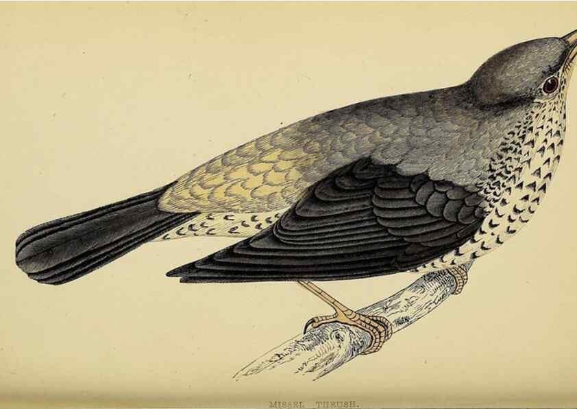 Reproducción/Reproduction 49244443251: A history of British birds.. London,Groombridge and Sons,[1862?-1867?]. 