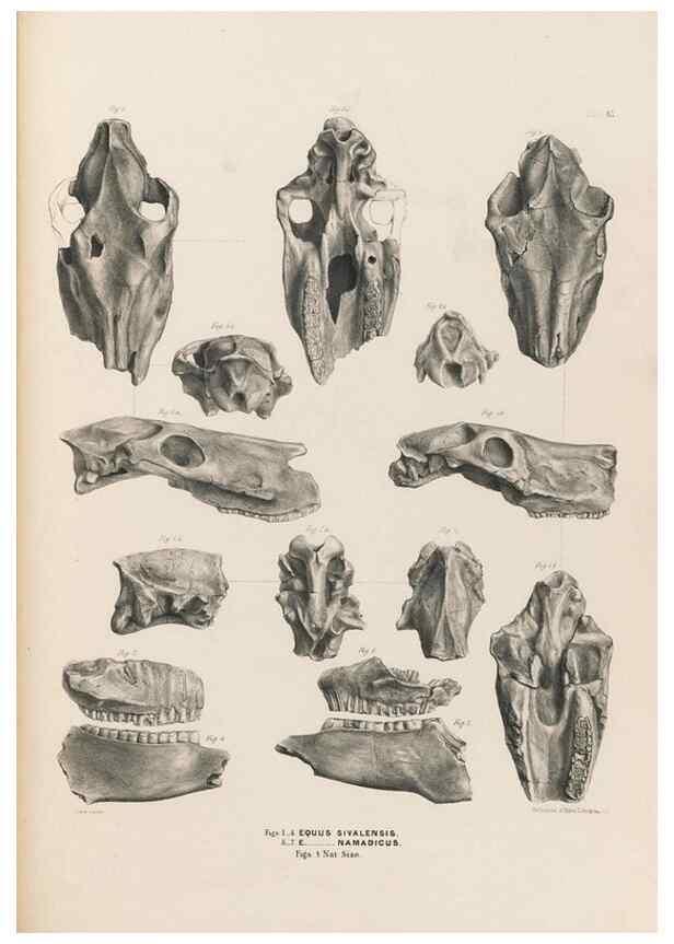 Reproducción/Reproduction 49227314313: Fauna antiqua sivalensis, being the fossil zoology of the Sewalik Hills, in the north of India. London :Smith, Elder and Co.,1846.. 
