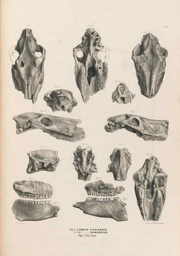 Reproducción/Reproduction 49227314313: Fauna antiqua sivalensis, being the fossil zoology of the Sewalik Hills, in the north of India. London :Smith, Elder and Co.,1846.. 