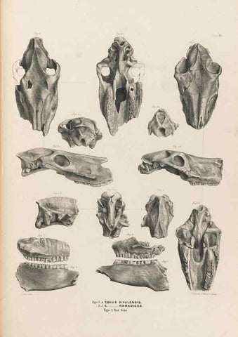 Reproducción/Reproduction 49227314313: Fauna antiqua sivalensis, being the fossil zoology of the Sewalik Hills, in the north of India. London :Smith, Elder and Co.,1846.. 