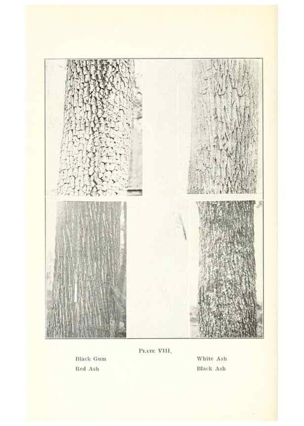 Reproducción/Reproduction 49233088913: Flora of Vermont.. Burlington, Vt.,Free Press Print. Co.,1915.. 