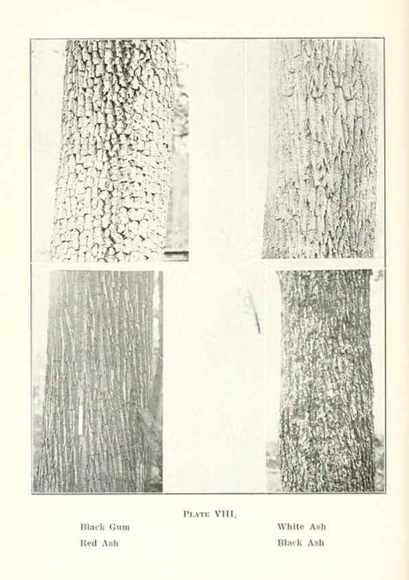 Reproducción/Reproduction 49233088913: Flora of Vermont.. Burlington, Vt.,Free Press Print. Co.,1915.. 