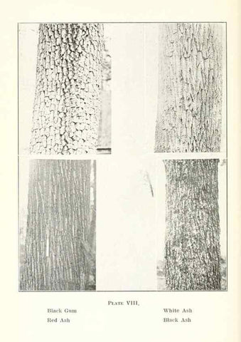 Reproducción/Reproduction 49233088913: Flora of Vermont.. Burlington, Vt.,Free Press Print. Co.,1915.. 